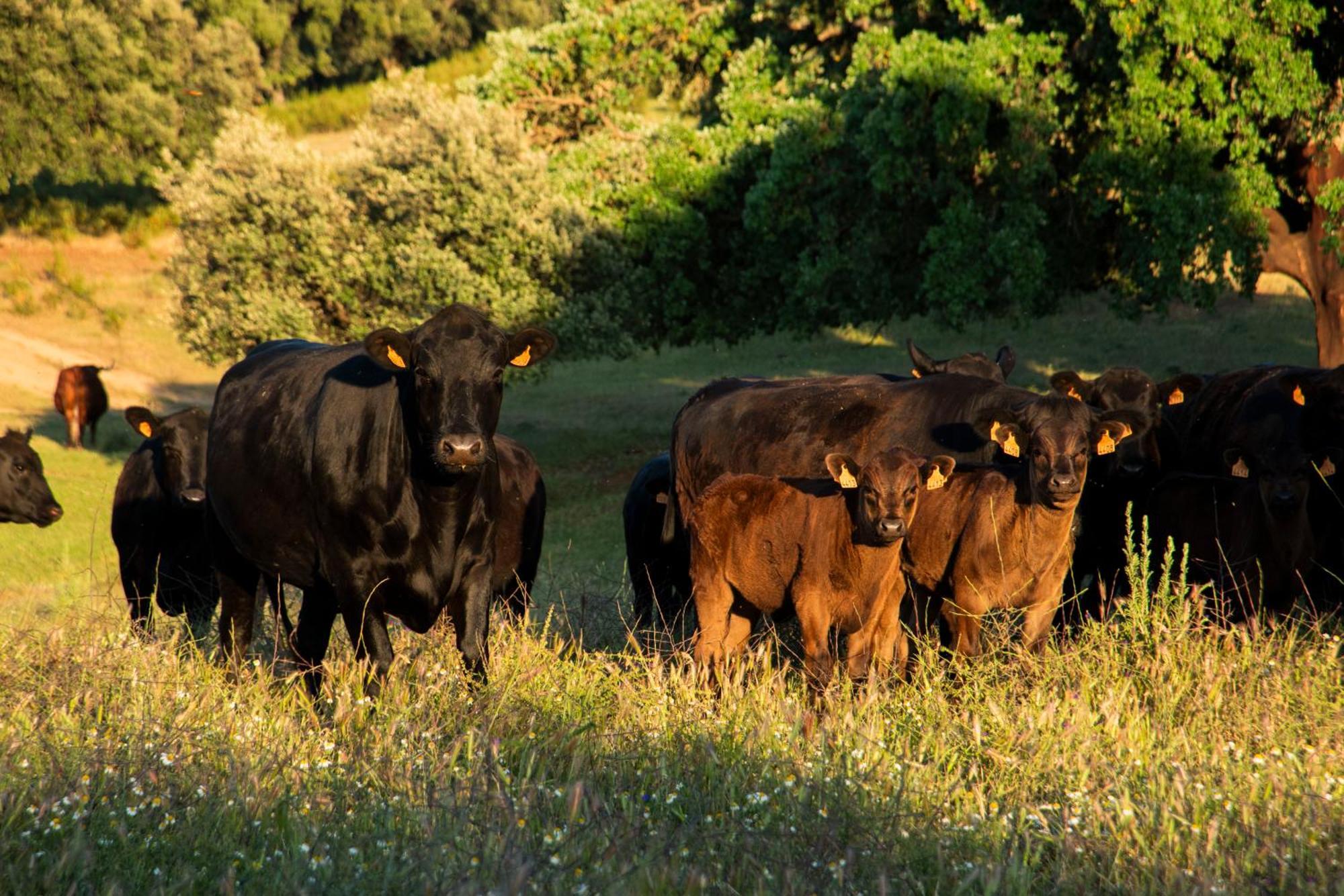Habitat Cigueena Negra Вальверде-дель-Фресно Экстерьер фото